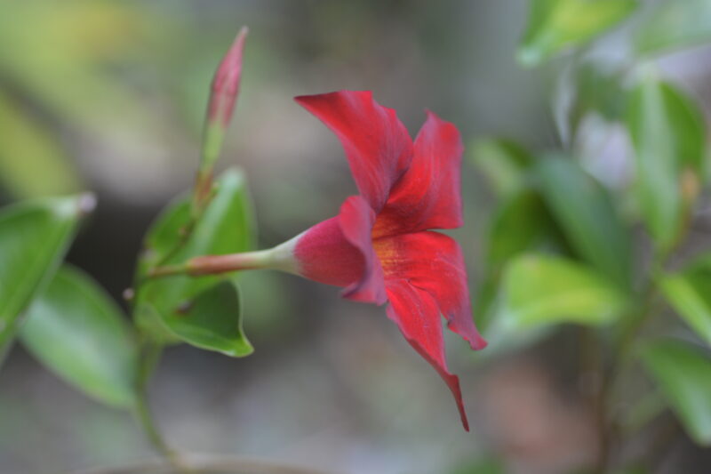 サンパラソルの花