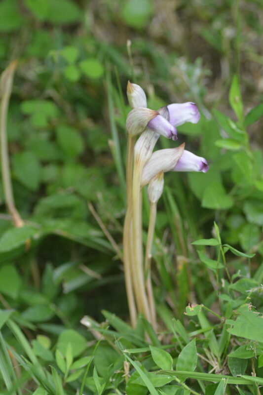 ナンバンギセルの花と茎