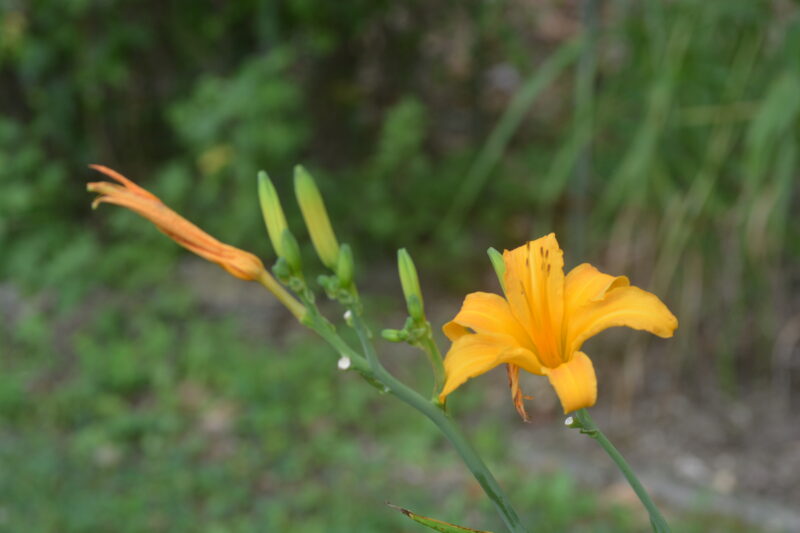 ハマカンゾウの花とツボミ