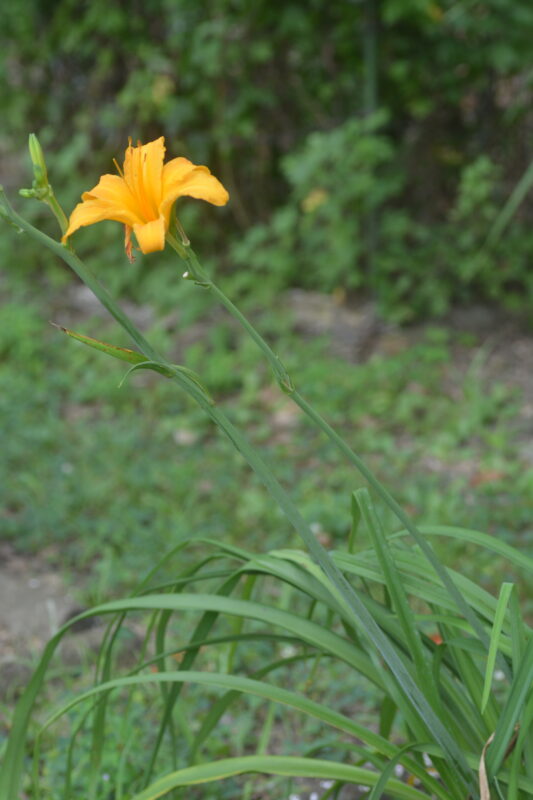 ハマカンゾウの花茎と葉