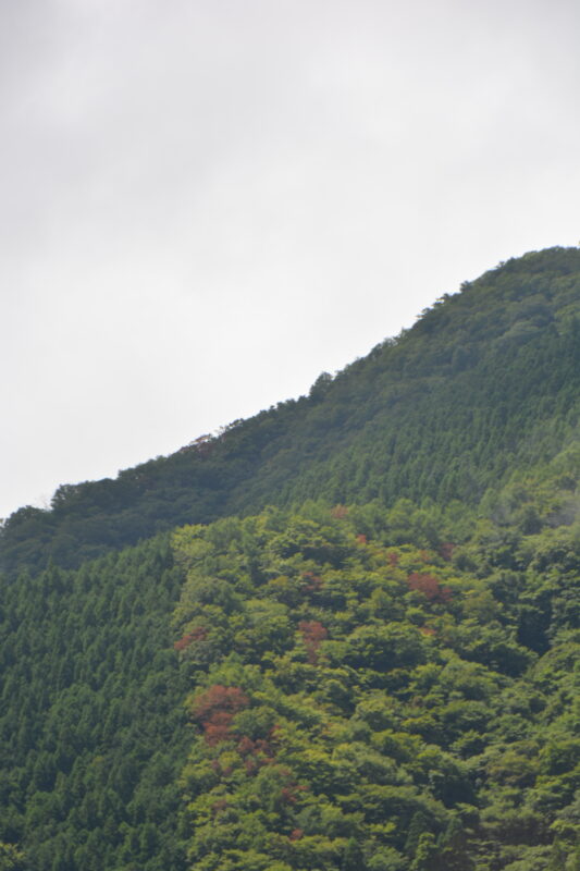 楢枯れした樹々