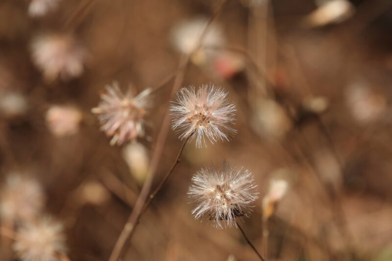 コウヤボウキの綿毛