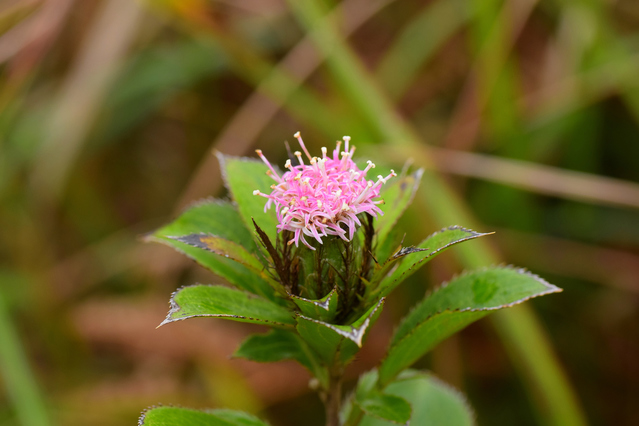 ピンクのオケラの花