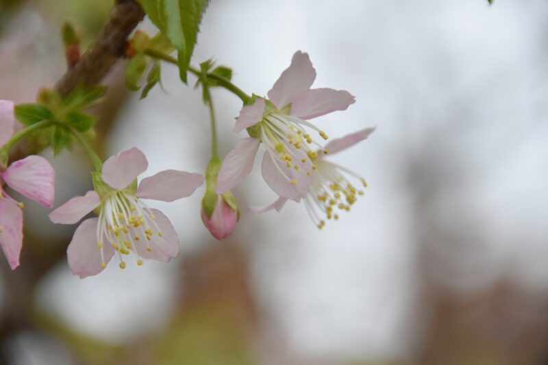 ヒマラヤザクラの花