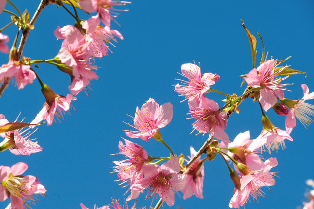 濃いいろのヒマラヤザクラの花