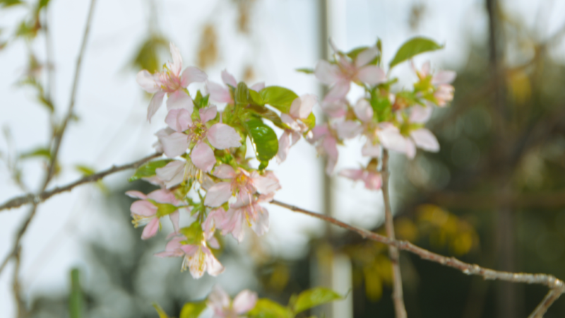 集まって咲くヒマラヤザクラの花