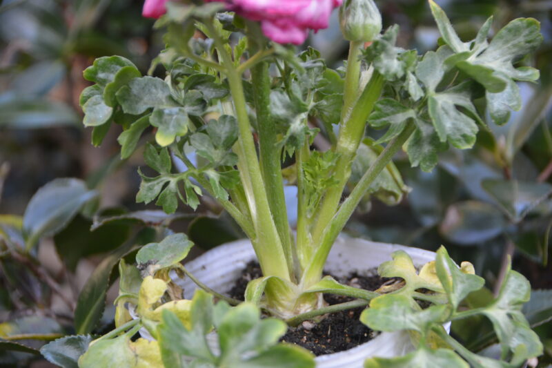 ラナンキュラス スプリンクルスの茎、葉