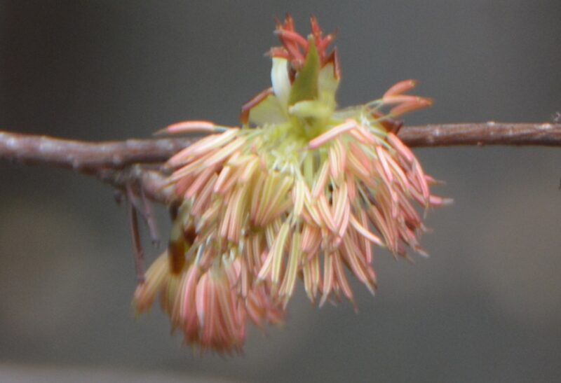 拡大したフサザクラの花