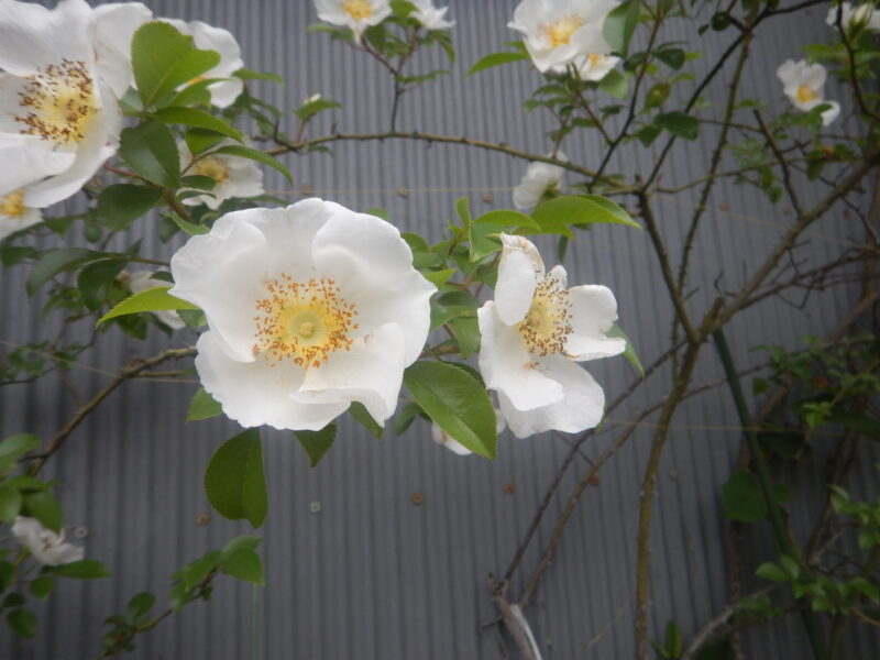 ナニワイバラの白い花