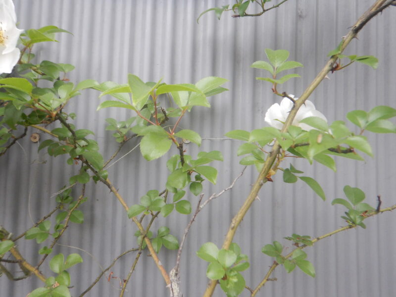ナニワイバラの茎と葉