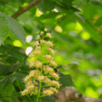トチノキの花