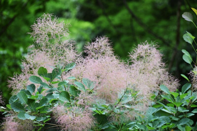 スモークツリーの花
