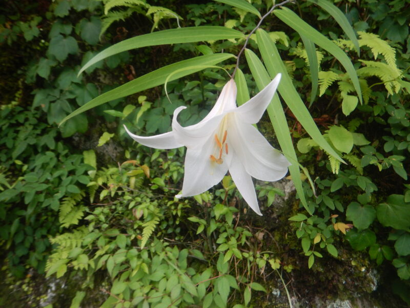 白っぽいササユリの花