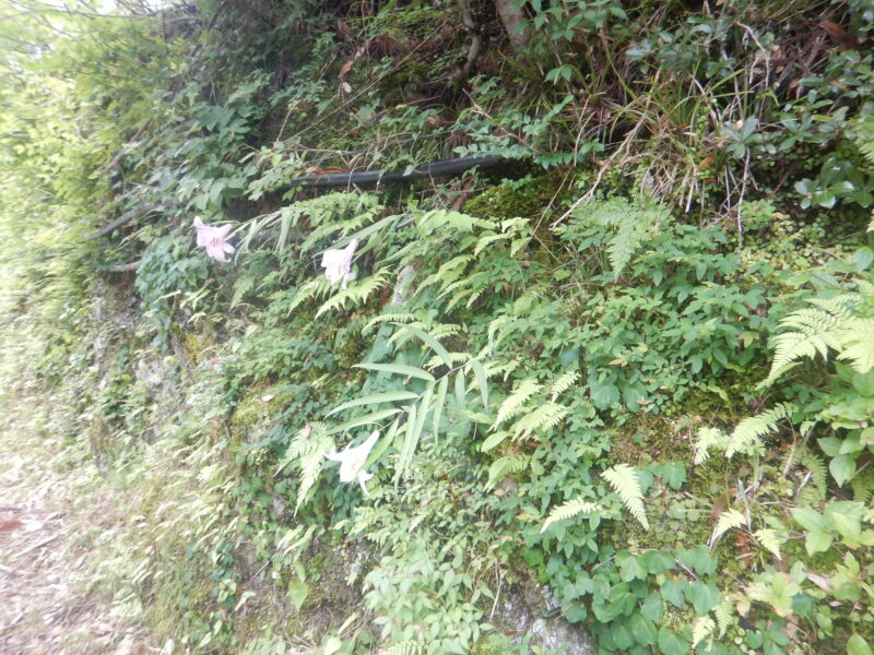 石垣で咲くササユリたち