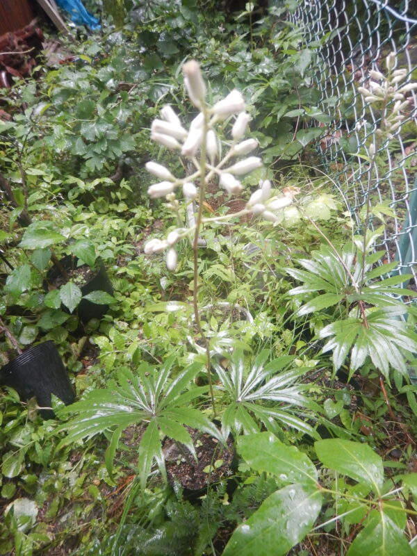 花序で咲くヤブレガサ