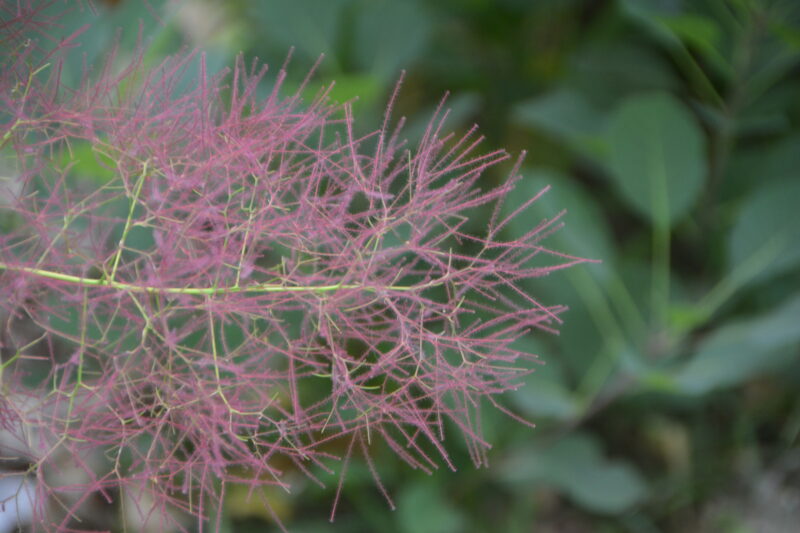 近くで見た花
