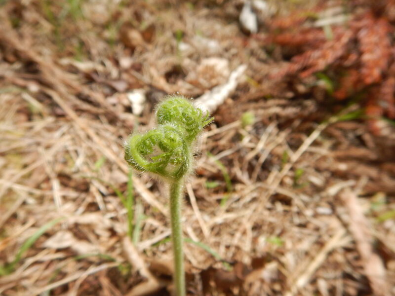 発芽時のイワヒメワラビ