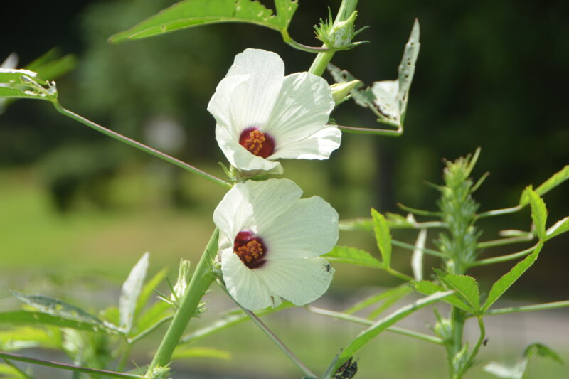 ケナフの花