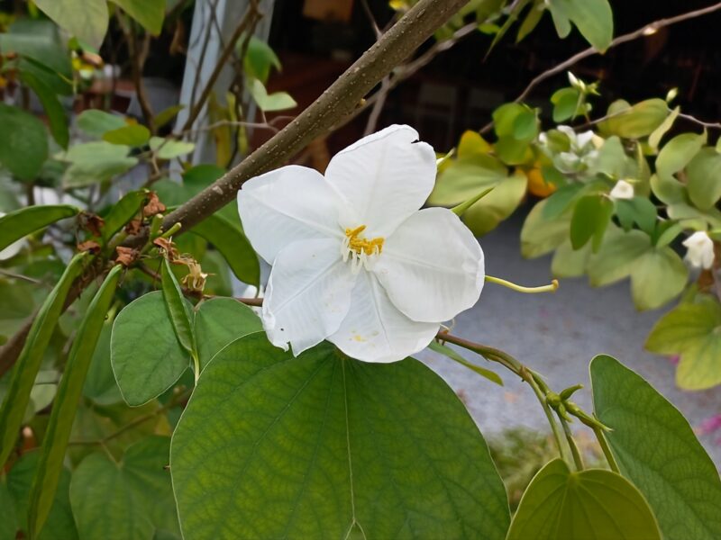 大きく開いたソシンカの花