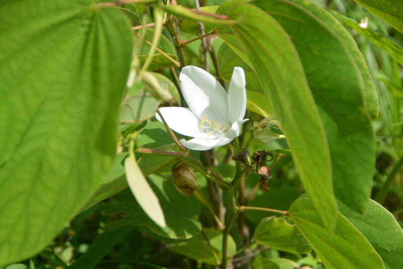 ソシンカの花