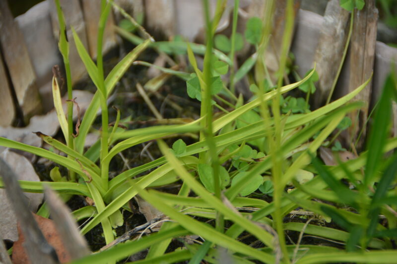 サギソウの葉、茎