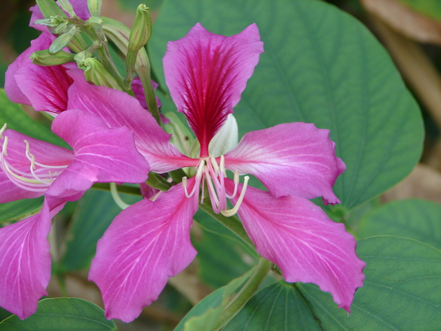 赤いソシンカの花