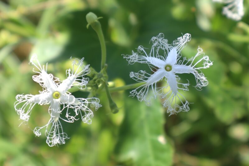 ヘビウリの花