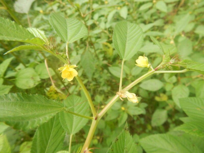 あちこちに咲くモロヘイヤの花