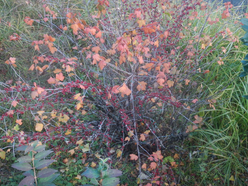 12月のヤブサンザシ