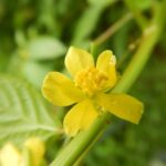 モロヘイヤ