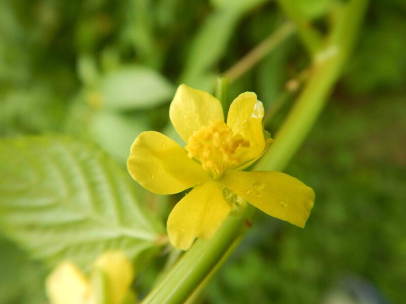モロヘイヤの花