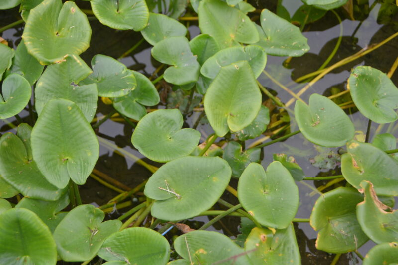 サイコクヒメコウホネの葉