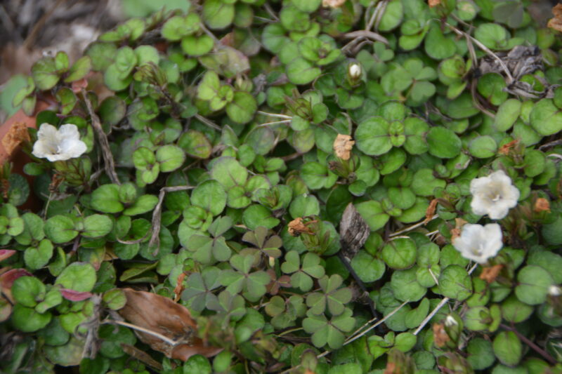 地面に広がるミヤコジマソウ