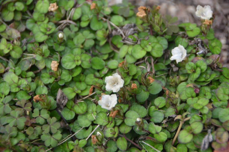 ミヤコジマソウの花