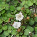 ミヤコジマソウ