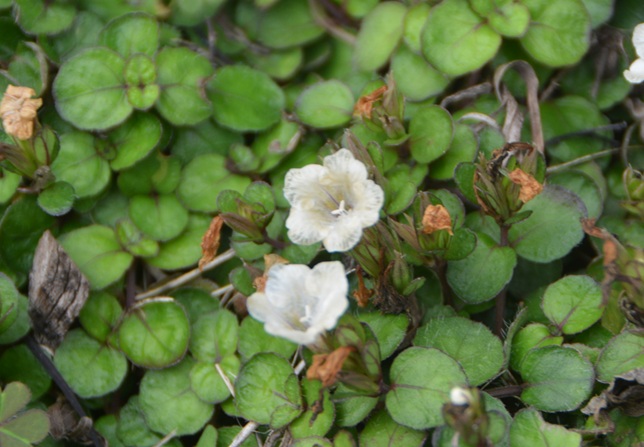 ミヤコジマソウ