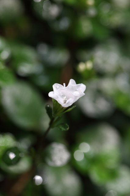 ミヤコジマソウの花