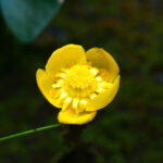 サイコクヒメコウホネ