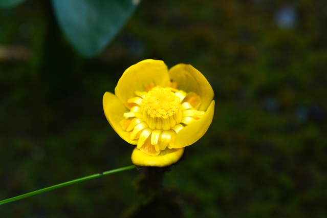 サイコクヒメコウホネの花