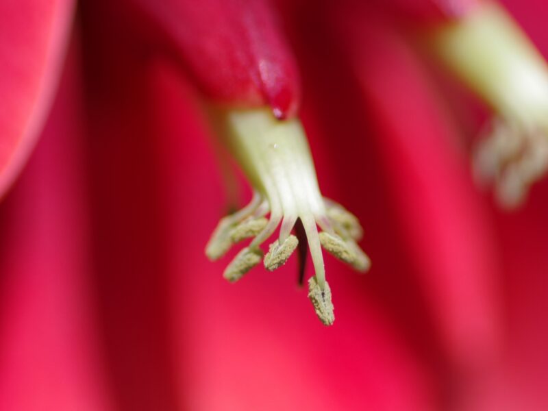 カイコウズの蕊