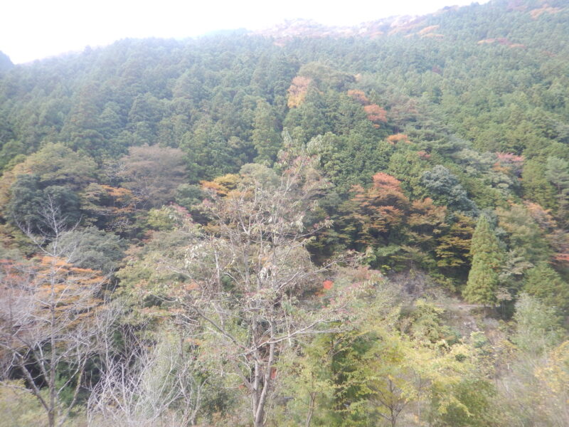 ツキノワグマが実を食べたと思われるミズキ