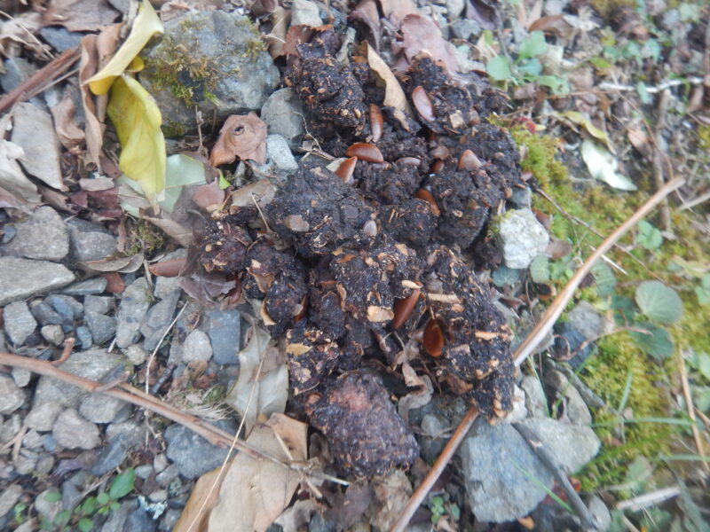 クマのものと思われる糞