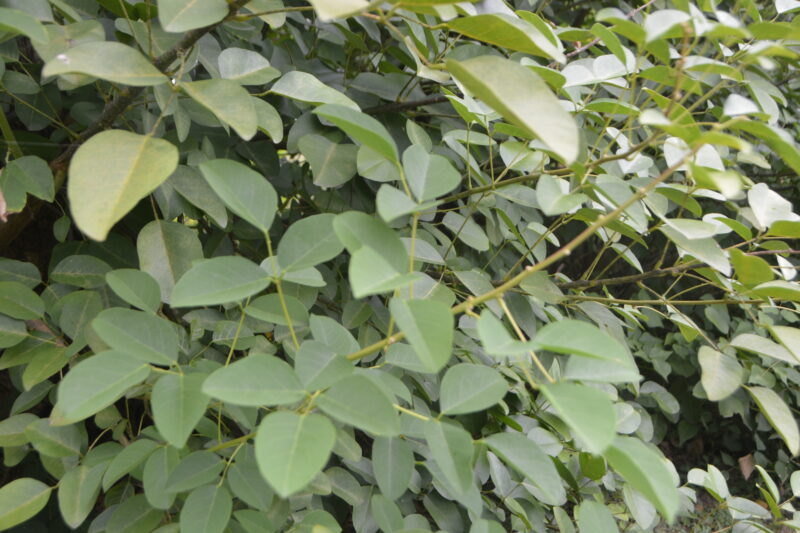 カイコウズの葉