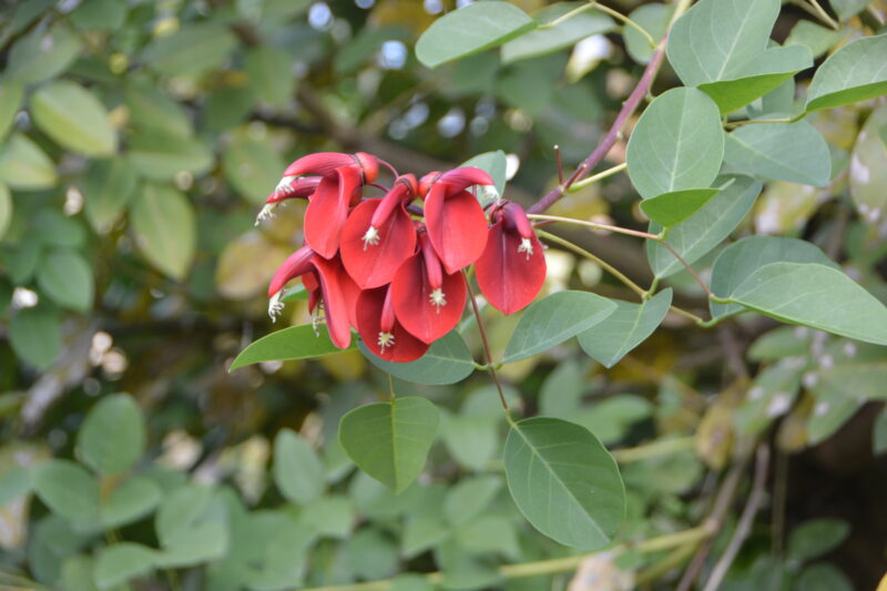 カイコウズの花