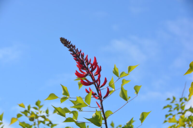 カイコウズのツボミ