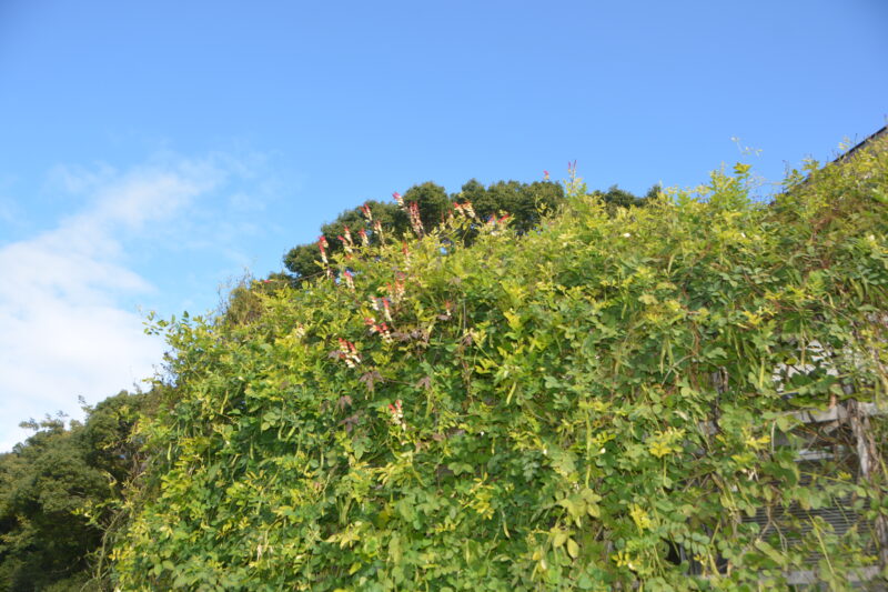 ツルの先に咲くミナロバータ