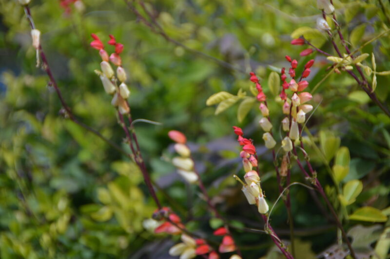 穂状になってたくさん咲くミナロバータ