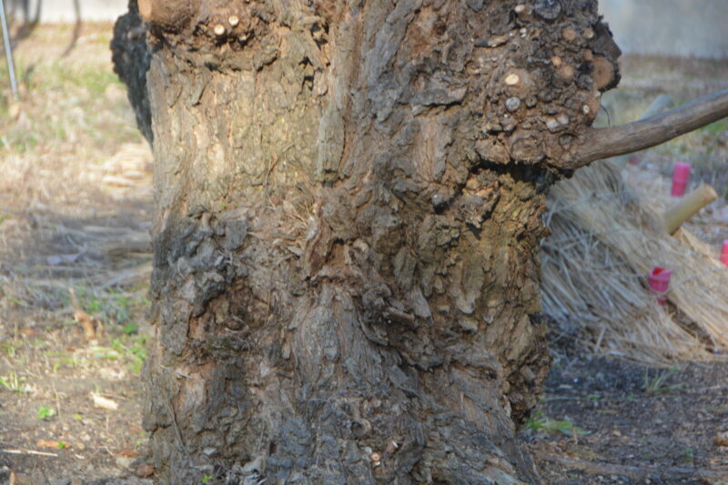 カイコウズの幹