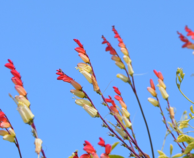 ミナロバータの花(大阪公立大学附属植物園)