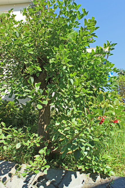 カイコウズの樹